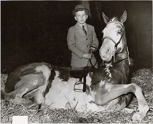 Boy in riding dress standing behind spotted horse with saddle and bridle lying on straw