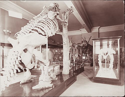 Interior of Carnegie Museum of Natural History