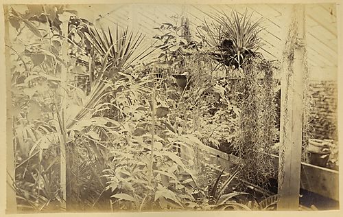 The Greenhouse