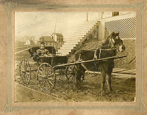 Donkey and Buggy, West View, PA