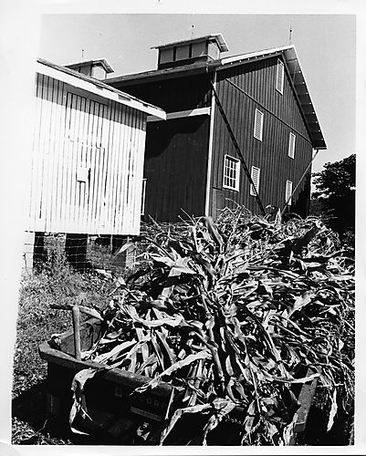 Corn stalks going into the corn crib at Gilfillan farm