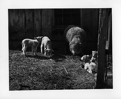 Sheep and barn at Gilfillan farm