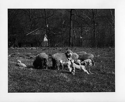 Sheep in a field at the Gilfillan farm