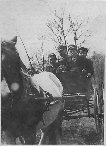 Boys in a pony cart