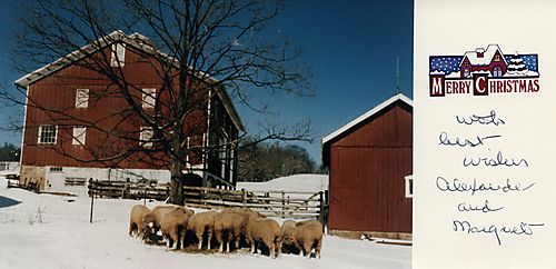 Sheep on the Gilfillan farm in winter