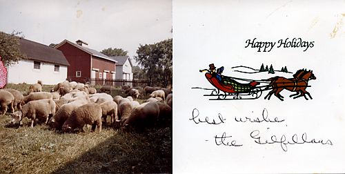 Sheep on the Gilfillan farm