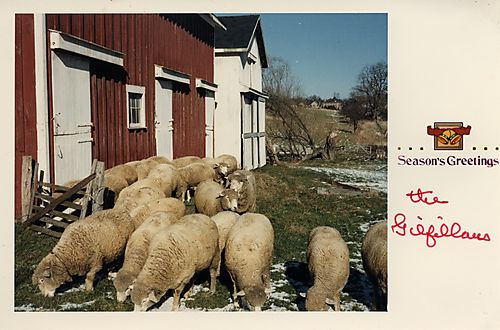 Sheep on the Gilfillan farm