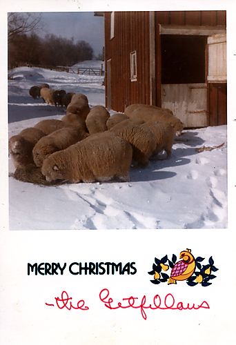 Sheep in deep snow on the Gilfillan farm