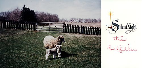 Sheep and lambs on the Gilfillan farm