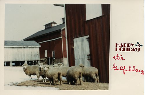 Sheep near Gilfillan farm buildings