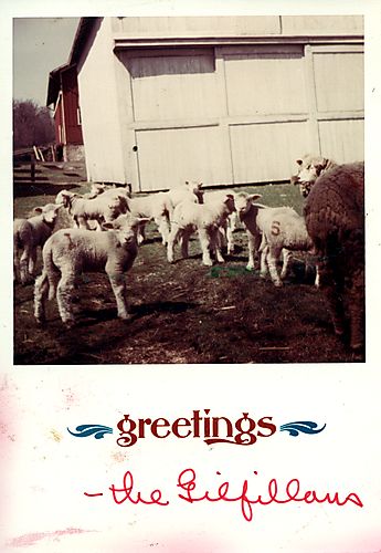 Lambs in the Gilfillan barnyard