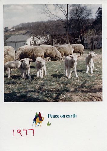 Sheep and lambs at the Gilfillan farm