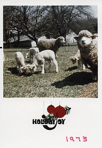 Sheep and lambs at the Gilfillan farm