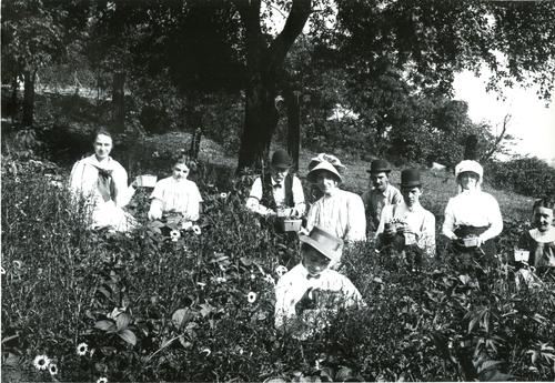 Denny Family Picking Strawberries