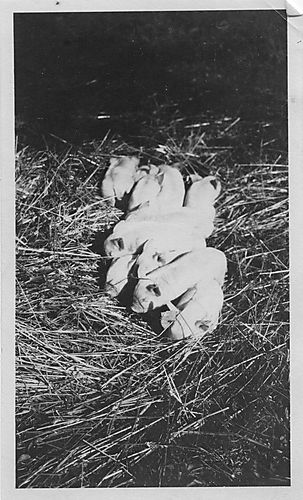 Piglets