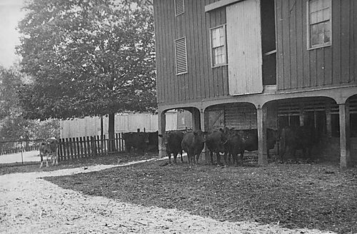 Cows at the big barn on the Gilfillan farm