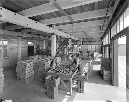 Inspecting Tomatoes at  Heinz's Grand Rapids plant