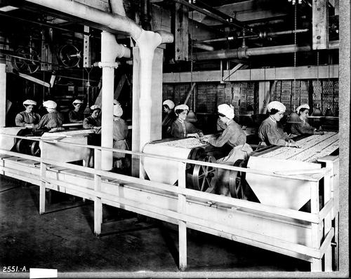 Hand Culling of Beans at Main Plant