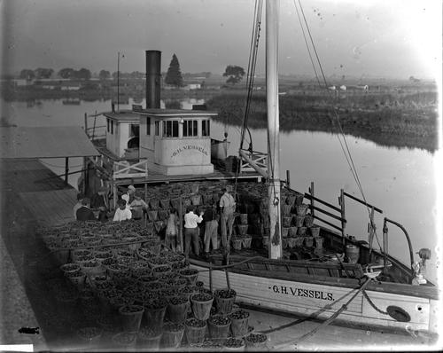 Unloading Tomatoes from the O.H. Vessels ship in Salem, NJ