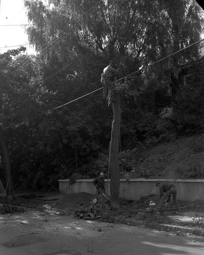 Felling a tree on Watson Boulevard