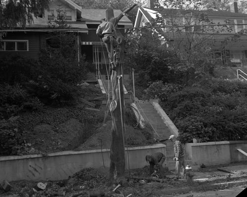 Felling a tree on Watson Boulevard