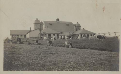Cows grazing