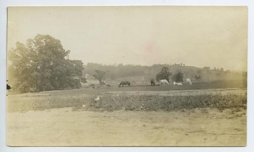 Horses in field