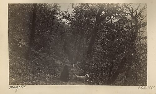 Dog Hike