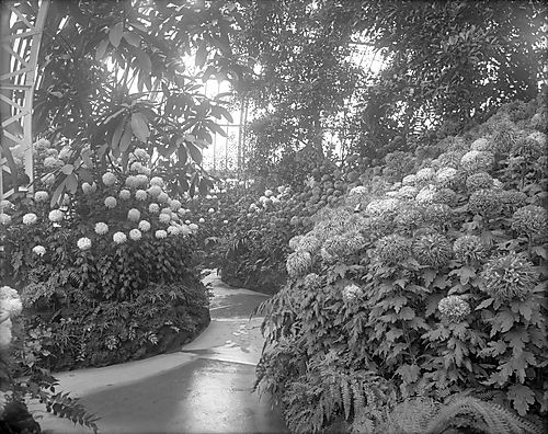 Path in Phipps Conservatory