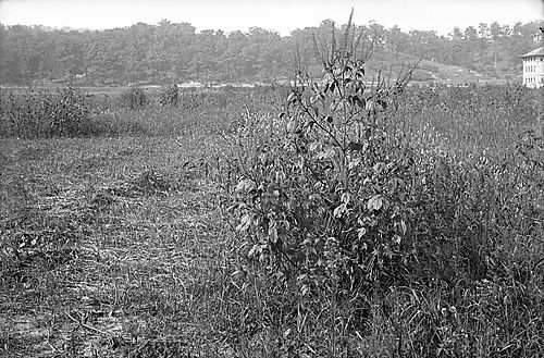 Seeded Areas Over Filters