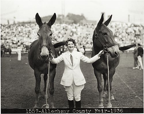 (Allegheny County Fair: Woman Posing Holding Two Mules)