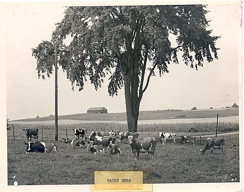 Dairy Herd