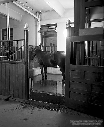 Horse in Foot Bath