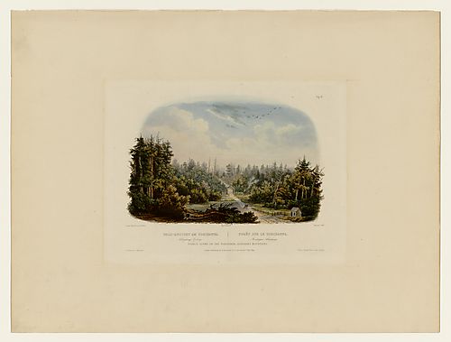 Forest Scene on the Tobihanna, Allegheny Mountains