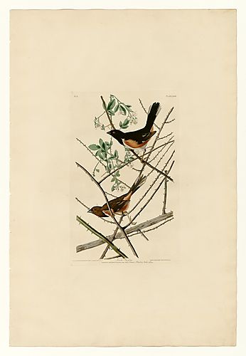 Easter Towhee