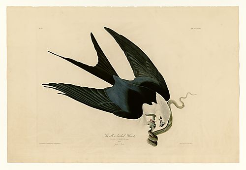 Swallow-tailed Kite