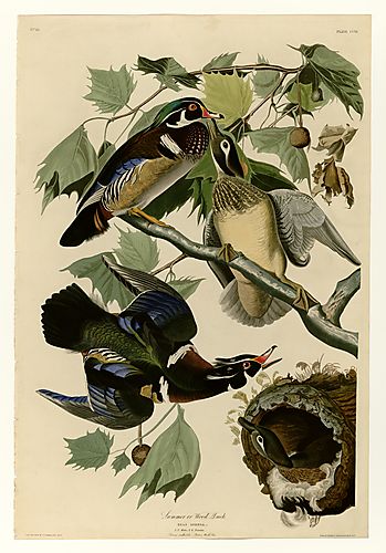 Summer or Wood Duck