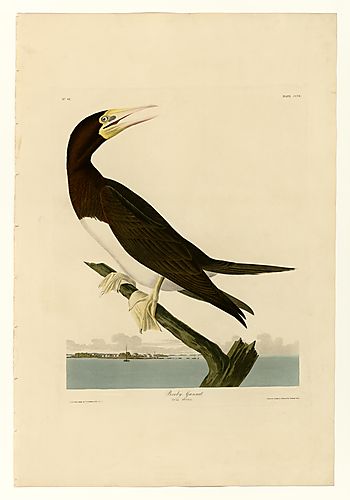 Brown Booby