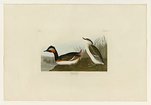 Eared Grebe