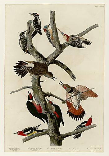 3. Northern Flicker, Red-shafted Flicker, or Yellow-shafted Flicker; 5. Red-breasted Sapsucker