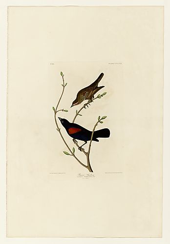 Red-winged Blackbird